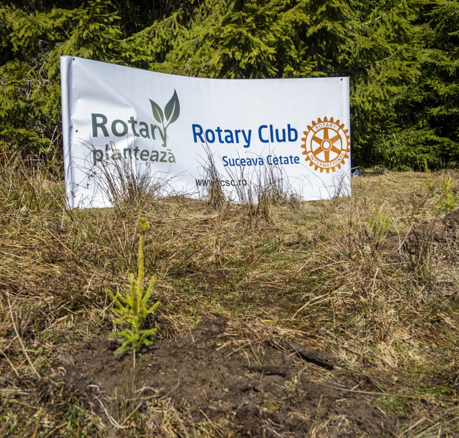 Rotary Club Suceava Cetate plantează